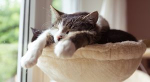 Animali da affezione: Legambiente premia Napoli