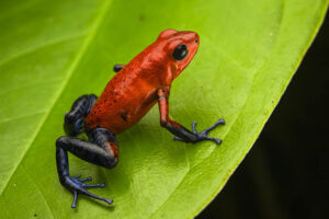 Al Museo di Storia Naturale di Genova, “Amphibia, la vita tra due mondi di rane, rospi e salamandre”