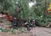 Fulmine su un albero. Muore schiacciato 30enne a Matera