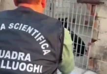 Gela. Combattimenti clandestini tra cani, sei denunce e 13 pitbull sequestrati
